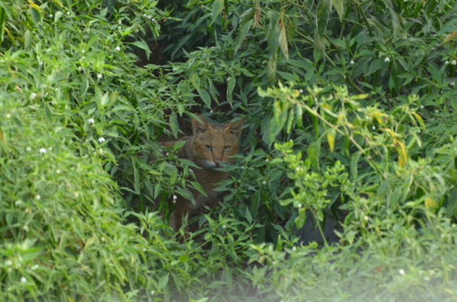 A wild jungle cat