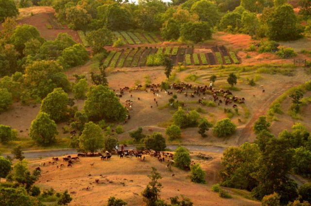 Goats grazing around Aashiyana