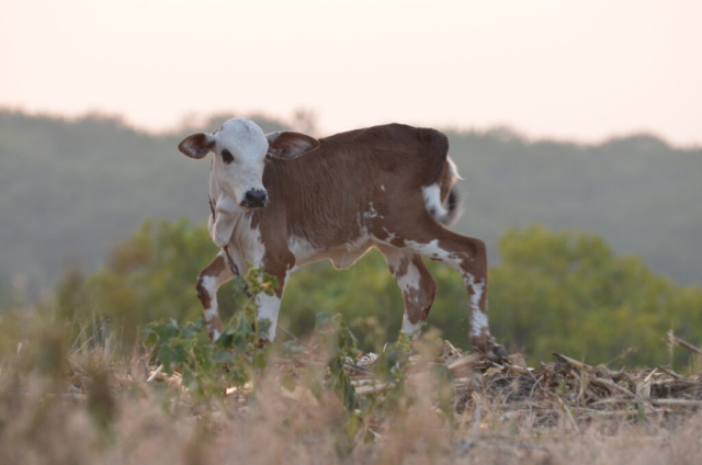 A calf