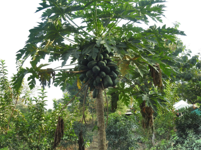 A papaya tree