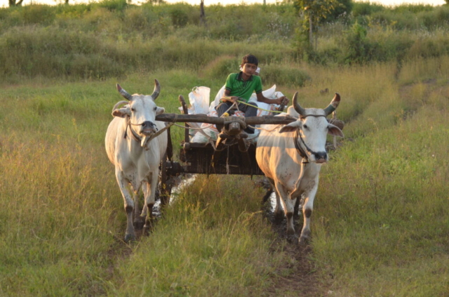 Bullock cart